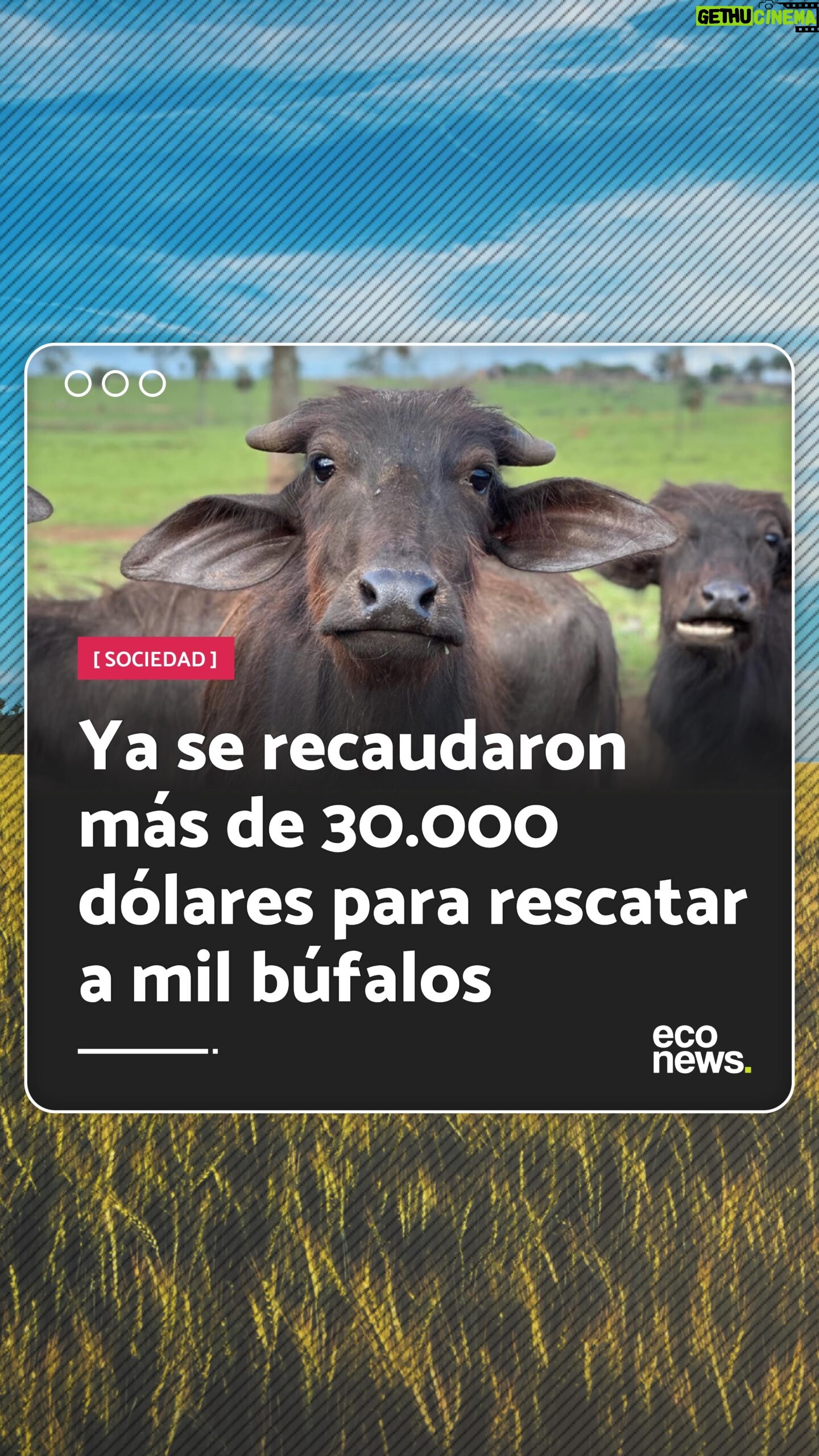 Liz Solari Instagram - Después de que mil búfalos fueron abandonados a morir por un ganadero que decidió comenzar a plantar soja, el Santuario Vale da Rainha decidió salvarlos. 🙌 Gracias al creciente apoyo popular ya se recaudaron más de 30.000 dólares para trasladarlos al santuario y solo les faltan 10.000 para cumplir su meta. 🙏 🐃 💵 ¡De esta manera, están en condiciones de comenzar el primer traslado de los búfalos en cuestión de días! 🙌 🚚 🐃 ¿Donarías para ayudar a salvarlos y contribuir a este rescate histórico? 👉 Podés hacerlo desde PayPal o cuenta bancaria en el LINK EN BIO de @ahimsa.santuariovaledarainha #RescateAnimal #BufalasDeBrotas #DerechosAnimales #SintienciaAnimal . One thousand buffaloes were left to die by a rancher who decided to start planting soybeans in a field but Vale da Rainha Sanctuary decided to rescue them. 🙌 More than $30.000 was raised to afford the cost of moving them to the sanctuary and only $10.000 is missing to fulfill this. 🙏 🐃 💵 In some days, the first buffaloes transfer will start! 🙌 🚚 🐃 Would you donate money to save these buffaloes and be part of this historic rescue? Donate by PayPal or through your bank account. LINK IN BIO @ahimsa.santuariovaledarainha #AnimalRescue #AnimalRights #AnimalSentience