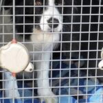 Liz Solari Instagram - ¡Este video me puso los pelos de punta! Gracias a @boardingpet entendí que el sufrimiento animal en viajes se puede evitar con adaptación y entrenamiento! Si estás por viajar con tus hijo/as peludas no dudes en consultar al equipo de #BoardingPet. Mis bebés viajaron de 10 gracias a ellos 🙏🏻 🐶✈️ Dejame en comentarios tus experiencias viajando con animales. #boardingPet #viajesconmascotas #experienciasfelices