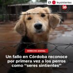 Liz Solari Instagram – #Repost @leysintientes with @use.repost
・・・
📣 FALLO HISTÓRICO EN ARGENTINA
CORDOBA ESTABLECIÓ QUE LOS PERROS SON SERES SINTIENTES 🙏🏻❤️🐾🥳
“El fallo significó un nuevo aporte al desarrollo progresivo jurisprudencial en torno a los animales, que paulatinamente, deconstruye las bases antropocéntricas del ordenamiento jurídico.”
Suma tu firma para que todos los animales sean considerados sintientes en Argentina. Encontra nuestra petición en bio 🙏✍️❤️
📣 Historical legal ruling in Argentina: Cordoba established that dogs are sentient beings. 🙏❤️🐾✍️🥳
“The ruling meant a new contribution to the progressive jurisprudential development around animals, which gradually deconstructs the anthropocentric bases of the legal system.”
Sign and share our petition for all animals to be condisered sentient in Argentina. Link in Bio 🙏❤️✍️
@cherchevalier_author @clegg.judith @smileymindskids
#leysintientes
#sentientlaw
#derechosanimales
#noticias
#news