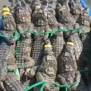 Liz Solari Instagram - No apoyes esta crueldad con tus compras. Elegi vestirte sin pieles animales. Terminemos con el #holocaustoanimal #sevegano 🙏🏻🐾💔 #GoVegan #ModaEtica #LiberacionAnimal #Repost @thesavemovement with @make_repost ・・・ These crocodiles are to be skinned to make handbags, shoes, belts and other 