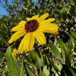 Logan Browning Instagram - Adjust your view, Shift your perspective. Share a 🌻 if you can commit to spending at least one minute observing a single aspect of nature today.