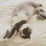 Lola Flanery Instagram - Sunday Stretch 🙌🏼🐱✌🏼️ #vibe #currentmood #miumiu #catnap #catsofinstagram