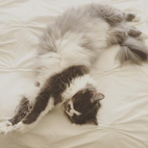 Lola Flanery Instagram - Sunday Stretch 🙌🏼🐱✌🏼️ #vibe #currentmood #miumiu #catnap #catsofinstagram
