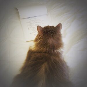 Lola Flanery Instagram - Memorizing lines with Miu-Miu😻#LavenderTheMovie #catlover #Miu-Miu #moviemeow