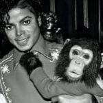 Loni Love Instagram – Bubbles (born 1983) is a chimpanzee once kept as a pet by MJ.. at that time they were inseparable. _____________________________________________________  But by 2003, Bubbles had matured into a large and aggressive adult chimpanzee unsuitable as a pet, like many captive chimpanzees, and was sent to a California animal trainer. When the trainer closed his operation in 2004, Bubbles was moved to the Center for Great Apes, a sanctuary in Wauchula, Florida, where he has lived since 2005. In 2023 Bubbles celebrated his 40th birthday!  _____________________________________________________The Micheal Jackson Estate covers the annual cost of around 17k to care for Bubbles. Thxs. @richeisenshow