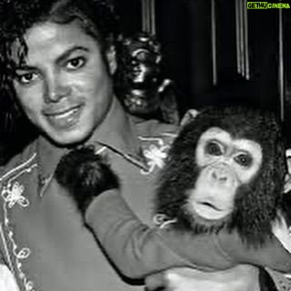 Loni Love Instagram - Bubbles (born 1983) is a chimpanzee once kept as a pet by MJ.. at that time they were inseparable. _____________________________________________________ But by 2003, Bubbles had matured into a large and aggressive adult chimpanzee unsuitable as a pet, like many captive chimpanzees, and was sent to a California animal trainer. When the trainer closed his operation in 2004, Bubbles was moved to the Center for Great Apes, a sanctuary in Wauchula, Florida, where he has lived since 2005. In 2023 Bubbles celebrated his 40th birthday! _____________________________________________________The Micheal Jackson Estate covers the annual cost of around 17k to care for Bubbles. Thxs. @richeisenshow