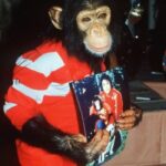 Loni Love Instagram – Bubbles (born 1983) is a chimpanzee once kept as a pet by MJ.. at that time they were inseparable. _____________________________________________________  But by 2003, Bubbles had matured into a large and aggressive adult chimpanzee unsuitable as a pet, like many captive chimpanzees, and was sent to a California animal trainer. When the trainer closed his operation in 2004, Bubbles was moved to the Center for Great Apes, a sanctuary in Wauchula, Florida, where he has lived since 2005. In 2023 Bubbles celebrated his 40th birthday!  _____________________________________________________The Micheal Jackson Estate covers the annual cost of around 17k to care for Bubbles. Thxs. @richeisenshow