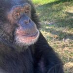 Loni Love Instagram – Bubbles (born 1983) is a chimpanzee once kept as a pet by MJ.. at that time they were inseparable. _____________________________________________________  But by 2003, Bubbles had matured into a large and aggressive adult chimpanzee unsuitable as a pet, like many captive chimpanzees, and was sent to a California animal trainer. When the trainer closed his operation in 2004, Bubbles was moved to the Center for Great Apes, a sanctuary in Wauchula, Florida, where he has lived since 2005. In 2023 Bubbles celebrated his 40th birthday!  _____________________________________________________The Micheal Jackson Estate covers the annual cost of around 17k to care for Bubbles. Thxs. @richeisenshow