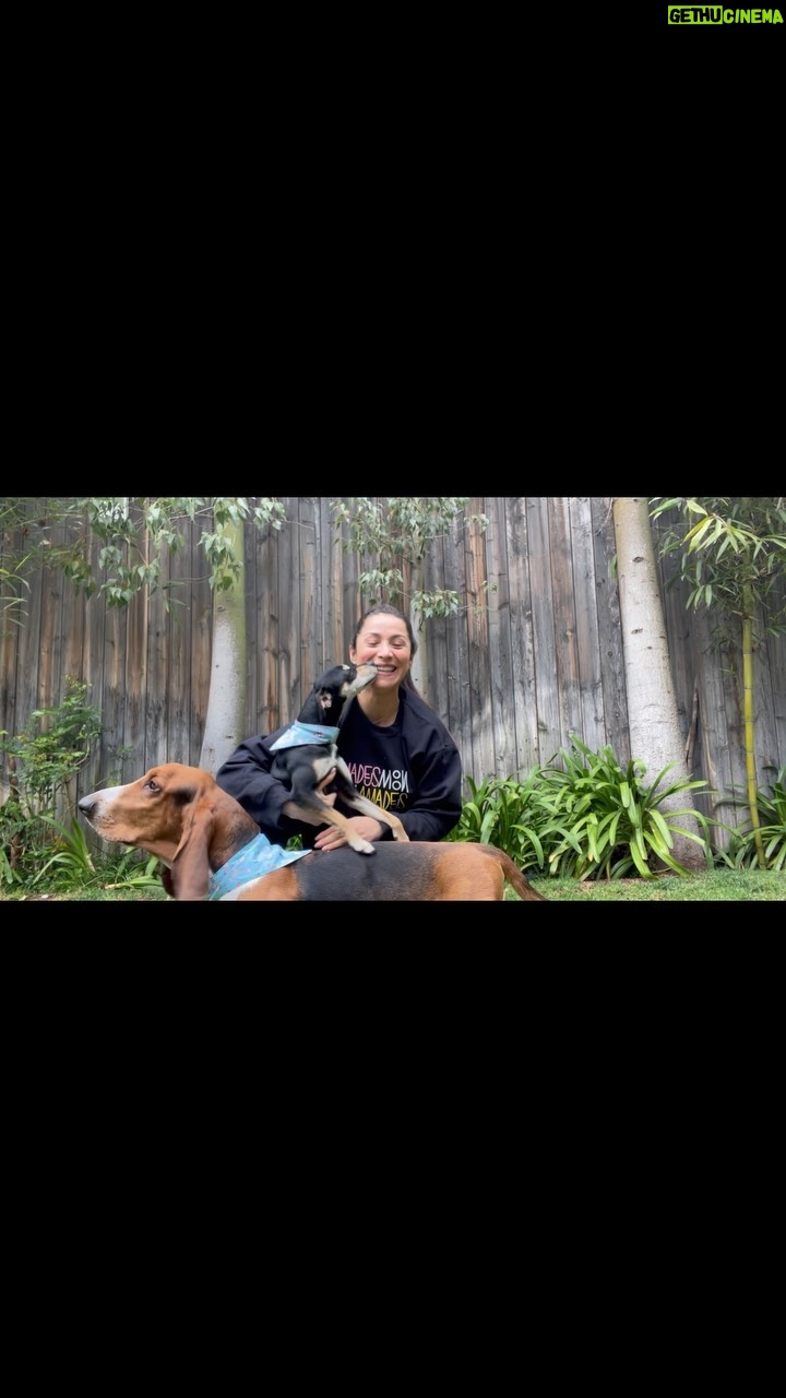 Loreto Aravena Instagram - Que mejor que volver a casa y que los cachorros lleguen también felices y bañaditos después de sus vacaciones!!! 💯 confiable @perrylodge y con espacios amplios para que jueguen! Justo en el corazón de #Pirque Gracias por los regalitos también! 🥰 #amadeus #moon #perrylodge #hotelcanino