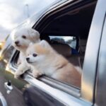 Louise delos Reyes Instagram – going around our future neighborhood with our two boys ❤️🐶

Do your furbabies love car rides like Cloud and Tofu?