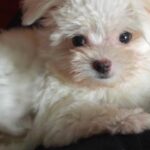 Lourdes Stephen Instagram - Ay mi Coco linda ! Cuánto te voy a extrañar! Gracias por 17 años maravillosos, gracias por tantos momentos especiales, por vivir la vida conmigo, a mi lado…por secar mis lágrimas y por bailar conmigo. Mi gordis, mi mami linda, mi raspadito de Coco. Siempre te amaré. 🖤