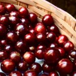 Lua Blanco Instagram - the harvest is coming 🌾 #jabuticaba