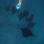Lucie Donlan Instagram - I lost my heart to the ocean…💙🥲