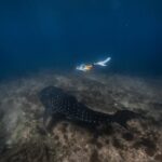Lucie Donlan Instagram - Swimming with the biggest fish in the ocean..💙 This is a dream come true to swim with this beautiful creature, the way it accepts you and allows you to swim alongside was a magical moment..🥺 Would you swim with a whale shark? 📍 @kandu 📸 @nazykko