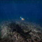 Lucie Donlan Instagram - Swimming with the biggest fish in the ocean..💙 This is a dream come true to swim with this beautiful creature, the way it accepts you and allows you to swim alongside was a magical moment..🥺 Would you swim with a whale shark? 📍 @kandu 📸 @nazykko