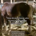 Lucy Davis Instagram - These guys 👏🤎🐎 @thegentlebarn fundraising to rescue carriage horses who get discarded once they are too old/tired/sick to drag heavy carriages and people monotonously around anymore. Hopefully @thegentlebarn can home them and show them their life wasn’t for nothing. Link in bio. Thank you all☀️☀️☀️ #thegentlebarn #newyorkhorsecarriages