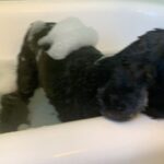 Lucy Davis Instagram – She pretends she hates it but I caught the wagging tail giveaway #dogbathtime