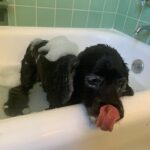 Lucy Davis Instagram – She pretends she hates it but I caught the wagging tail giveaway #dogbathtime