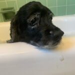 Lucy Davis Instagram – She pretends she hates it but I caught the wagging tail giveaway #dogbathtime
