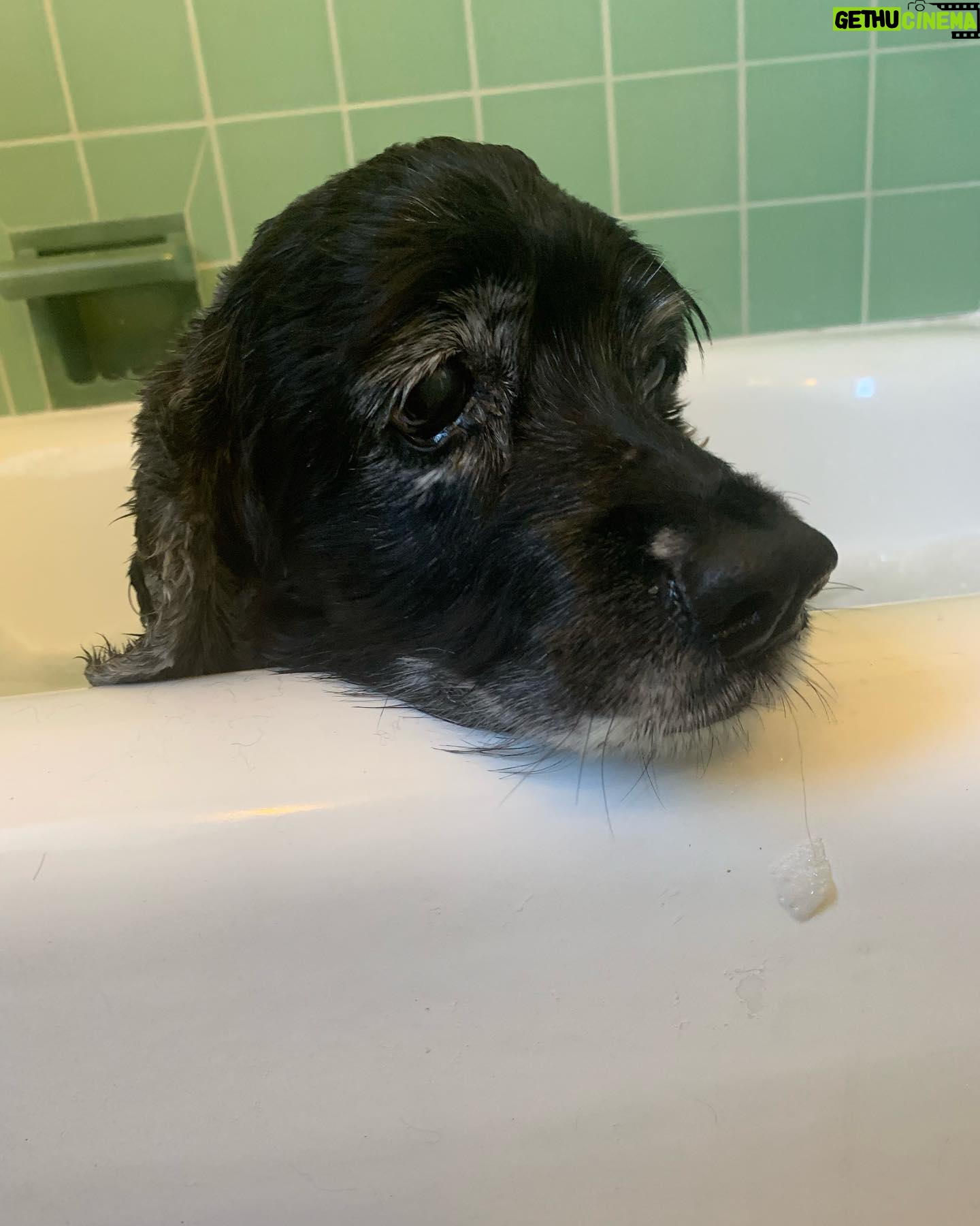 Lucy Davis Instagram - She pretends she hates it but I caught the wagging tail giveaway #dogbathtime