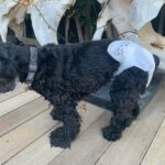 Lucy Davis Instagram – It’s that time now guys. Bc I like to take Gracie with me places,  and bc she can’t always get outside in time now, I decided to be nappy mum (diaper, for all my American friends). It went well😂 She didn’t mind it being on at all. Fyi if you’re considering doing this, you need to make sure to keep them clean and dry and change the nappy regularly so they don’t get a rash! HAPPY HOLIDAYS!💃