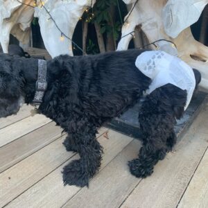 Lucy Davis Instagram - It’s that time now guys. Bc I like to take Gracie with me places,  and bc she can’t always get outside in time now, I decided to be nappy mum (diaper, for all my American friends). It went well😂 She didn’t mind it being on at all. Fyi if you’re considering doing this, you need to make sure to keep them clean and dry and change the nappy regularly so they don’t get a rash! HAPPY HOLIDAYS!💃