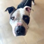 Lucy Davis Instagram - Wonderful update: Josh is being fostered for a few days by the wonderful vet tech that treated him, and is going to a new home on Monday! Thank you to all of you who helped and commented in my last post. Thanku to @kzdizzle for this beautiful picture, and @seanmflynn for daring to be the hero and pick him up even though he had no idea what to do for him - he still did it and got it done! Thanku to a person I don’t know who happened to be at the vet at the same time as Josh, and offered to help us with his bills. And thank you to all the people that responded to my texts yesterday! What a wonderful village you all made to help this boy. It restored some lost faith in the kindness of strangers #abandoneddogs #abandonedpits #ittakesavillage #thankyou