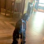 Lucy Davis Instagram – Gracie’s lunch at @fourseasons ! They treated her so kindly there and she was delighted with it all! Her little tail wagged continuously🙇‍♀️ #fourseasonsbeverlyhills