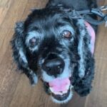 Lucy Davis Instagram - I just saw a post on X where a veterinarian said that when he has to put a dog to sleep without the dog’s owner there, the dogs look around them for their owner at the last minute. I thought this was so important to read. I nearly lost my girl a couple of months ago. I was told she either had to have major surgery (her gall bladder removed at nearly 16 yrs old) or I had to euthanize that day. This was a hard decision at her age, but after talking at length with the doctors, I decided to go thru the surgery. I visited her twice a day, sometimes for hours on end. They let me lie in her kennel with her for hours. It was heartbreaking. But I truly believe that’s what helped her come thru. Be with your animals. You are their best friend for their whole lives. They deserve you to see it thru with them. They are giving, magical beings🩷 Ps she is very well now and very energetic!💞 HUGE thanks to everyone at @mashvet who were the kindest and most caring people we could have had. So grateful for them💗🫶🏽💗