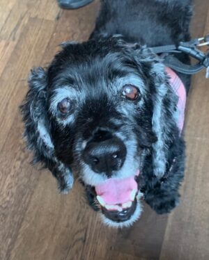 Lucy Davis Instagram - I just saw a post on X where a veterinarian said that when he has to put a dog to sleep without the dog’s owner there, the dogs look around them for their owner at the last minute.  I thought this was so important to read.  I nearly lost my girl a couple of months ago. I was told she either had to have major surgery (her gall bladder removed at nearly 16 yrs old) or I had to euthanize that day. This was a hard decision at her age, but after talking at length with the doctors, I decided to go thru the surgery. I visited her twice a day, sometimes for hours on end. They let me lie in her kennel with her for hours. It was heartbreaking. But I truly believe that’s what helped her come thru. 

Be with your animals. You are their best friend for their whole lives. They deserve you to see it thru with them. They are giving, magical beings🩷

Ps she is very well now and very energetic!💞 HUGE thanks to everyone at @mashvet who were the kindest and most caring people we could have had. So grateful for them💗🫶🏽💗