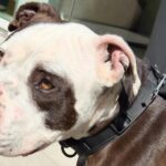 Lucy Davis Instagram – This beautiful pit was found by @seanmflynn last night, in Hollywood LA, tied to a pole on the street, with bone sticking out of his tail. So heartbreaking. We can’t find even a shelter to take him. He’s now at the vet getting evaluated for his condition and age etc. PLEASE PLEASE, if you know anywhere that we can take him so that he can get a chance at knowing that life can be good, please let me know in the comments, or dm @seanmflynn directly. Thanku so much to everyone who loves this misunderstood breed. One abused dog really does take a village. Thanku 🐾