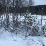 Lucy Davis Instagram – My first time seeing reindeer (no I’m not there rn!) Happy Christmas Eve everyone🎄 #finland