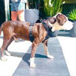 Lucy Davis Instagram – This beautiful pit was found by @seanmflynn last night, in Hollywood LA, tied to a pole on the street, with bone sticking out of his tail. So heartbreaking. We can’t find even a shelter to take him. He’s now at the vet getting evaluated for his condition and age etc. PLEASE PLEASE, if you know anywhere that we can take him so that he can get a chance at knowing that life can be good, please let me know in the comments, or dm @seanmflynn directly. Thanku so much to everyone who loves this misunderstood breed. One abused dog really does take a village. Thanku 🐾