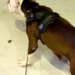 Lucy Davis Instagram - This beautiful pit was found by @seanmflynn last night, in Hollywood LA, tied to a pole on the street, with bone sticking out of his tail. So heartbreaking. We can’t find even a shelter to take him. He’s now at the vet getting evaluated for his condition and age etc. PLEASE PLEASE, if you know anywhere that we can take him so that he can get a chance at knowing that life can be good, please let me know in the comments, or dm @seanmflynn directly. Thanku so much to everyone who loves this misunderstood breed. One abused dog really does take a village. Thanku 🐾