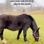 Lucy Davis Instagram - Please help the wonderful @thegentlebarn raise money to open their new sanctuary in #newyork to rescue the horses that have had to endure dragging carriages around for their whole lives. They will get to live out the rest of their lives in peace, freedom, care and love. Adored by everyone around them. Possibly a new experience for all of them, and one every animal has a right to. Every horse (and every animal) has their own distinct personality, and is magical in their own right. I love them so much🤎LINK IN BIO🤎 #newyorkhorses #centralparkhorsecarriage