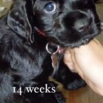 Lucy Davis Instagram – Every day more brilliant 💜 #cockerspanielsofinstagram