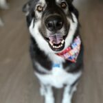 Lucy Davis Instagram – This is beautiful Rocky. He needs a wonderful home and has been with a foster for 10 months. But large dogs are much more difficult to adopt out. He’s so lovely, well trained, great with other dogs and loves adventures! He’s 2.5 yrs old and 86lbs of brilliant! Please go to @rachelweilpr for more info. AND PLEASE SHARE! Thank you!!🤍🩷🤍