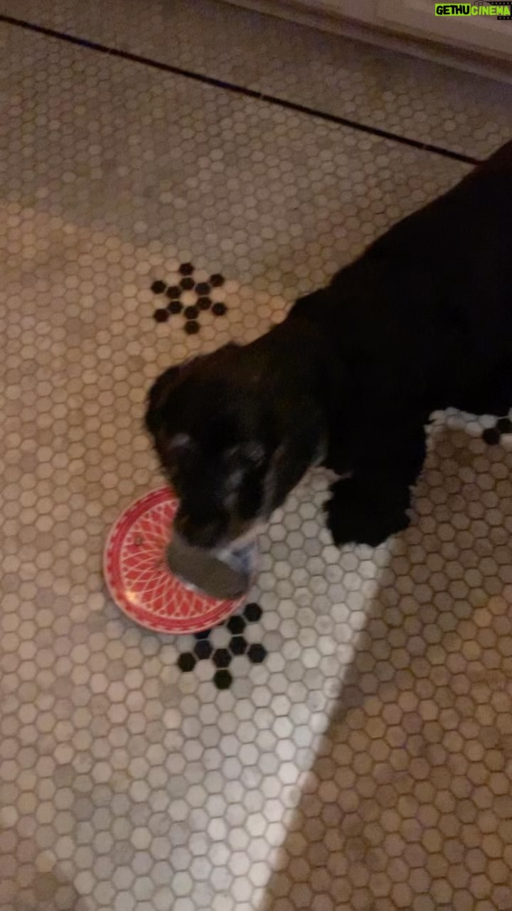 Lucy Davis Instagram - I finally wrestled it off her before bed last night but it was back again today. She normally loves eating the scraps off my plate, but alas, this trick didn’t work. You can see her wanting the scraps but not at the expense of Can. Kicking myself bc she’s always wanted a cat. Should have got a cat🤦♀️ #adventuresofgracieandcan