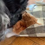 Lucy Davis Instagram – She used to rip thru her gifts like the devil! But age has really shown up this year. She still has interest in her presents but less motivation and energy to open them. Plus really she just loves the paper!🩷🩷🩷🎄 #chistmasfordogs