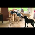 Lucy Davis Instagram - Attempting to convince mum and dad it’s tea time #soclevertheydeserveit #labradors #labsofinsta