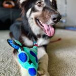 Lucy Davis Instagram – This is beautiful Rocky. He needs a wonderful home and has been with a foster for 10 months. But large dogs are much more difficult to adopt out. He’s so lovely, well trained, great with other dogs and loves adventures! He’s 2.5 yrs old and 86lbs of brilliant! Please go to @rachelweilpr for more info. AND PLEASE SHARE! Thank you!!🤍🩷🤍