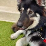 Lucy Davis Instagram – This is beautiful Rocky. He needs a wonderful home and has been with a foster for 10 months. But large dogs are much more difficult to adopt out. He’s so lovely, well trained,  great with other dogs and loves adventures! He’s 2.5 yrs old and 86lbs of brilliant! Please go to @rachelweilpr for more info. AND PLEASE SHARE! Thank you!!🤍🩷🤍