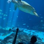 Lucy Liu Instagram – Nature is true perfection and @georgiaaquarium helps remind everyone how vital it is to keep our beautiful ocean clean & safe for all creatures. Thanks for such a beautiful tour of your ocean family! ❤️ 🙏