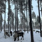 Lufy Instagram – clap de fin pour notre incroyable voyage en Laponie suédoise 🥹 on repart des étoiles plein les yeux.
Vous m’avez demandé quel voyage on avait préféré entre celui en Laponie finlandaise il y a 5 ans ou celui-ci en Laponie suédoise, sachez que les paysages sont les mêmes. La Laponie finlandaise est juste plus connue, il y a le village du père Noël, il y a plus d’infrastructures, là où la suédoise est un peu moins touristique pour le moment. Mais pour le séjour et les activités ça ne change rien, les deux sont incroyables ✨
