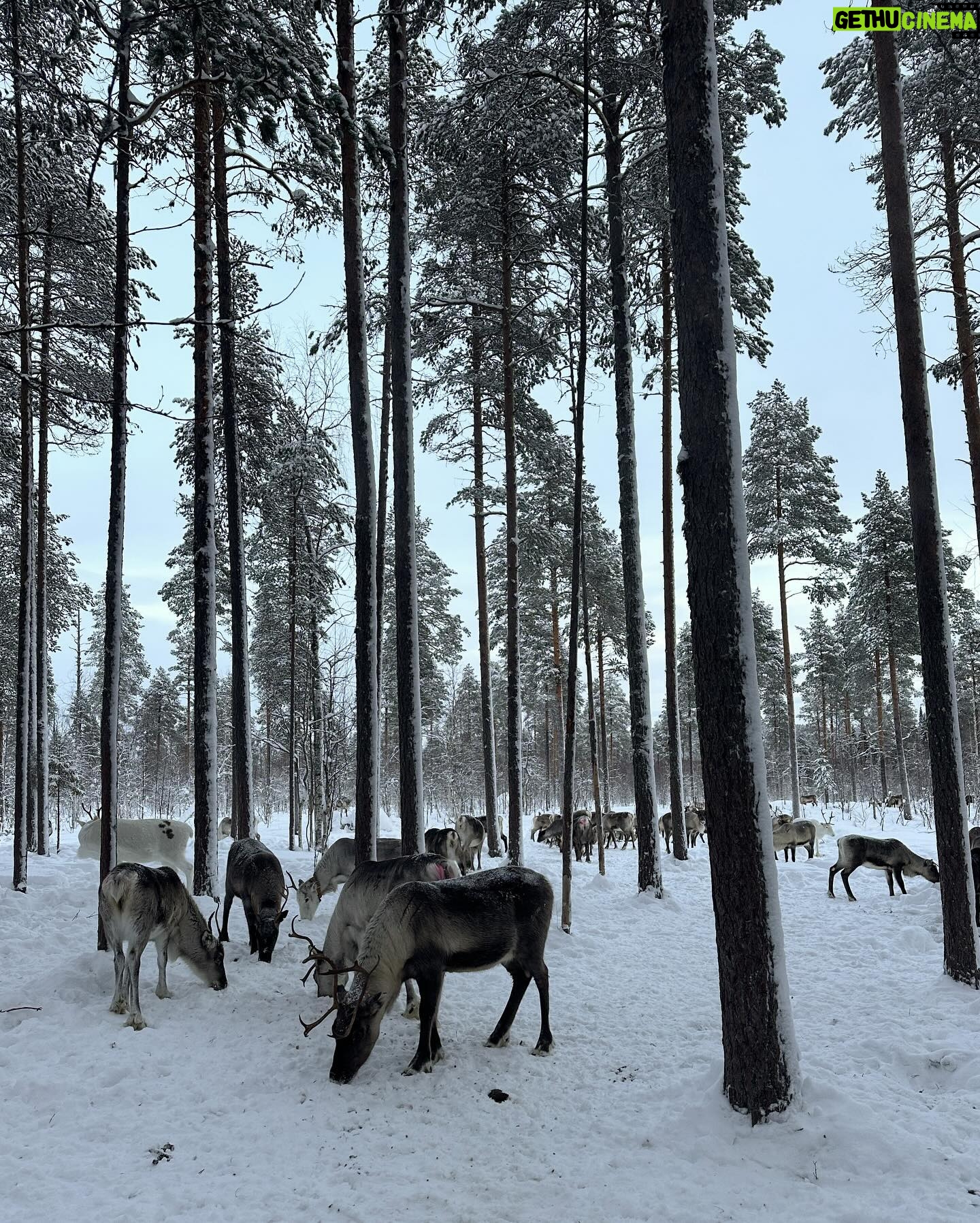 Lufy Instagram - clap de fin pour notre incroyable voyage en Laponie suédoise 🥹 on repart des étoiles plein les yeux. Vous m’avez demandé quel voyage on avait préféré entre celui en Laponie finlandaise il y a 5 ans ou celui-ci en Laponie suédoise, sachez que les paysages sont les mêmes. La Laponie finlandaise est juste plus connue, il y a le village du père Noël, il y a plus d’infrastructures, là où la suédoise est un peu moins touristique pour le moment. Mais pour le séjour et les activités ça ne change rien, les deux sont incroyables ✨