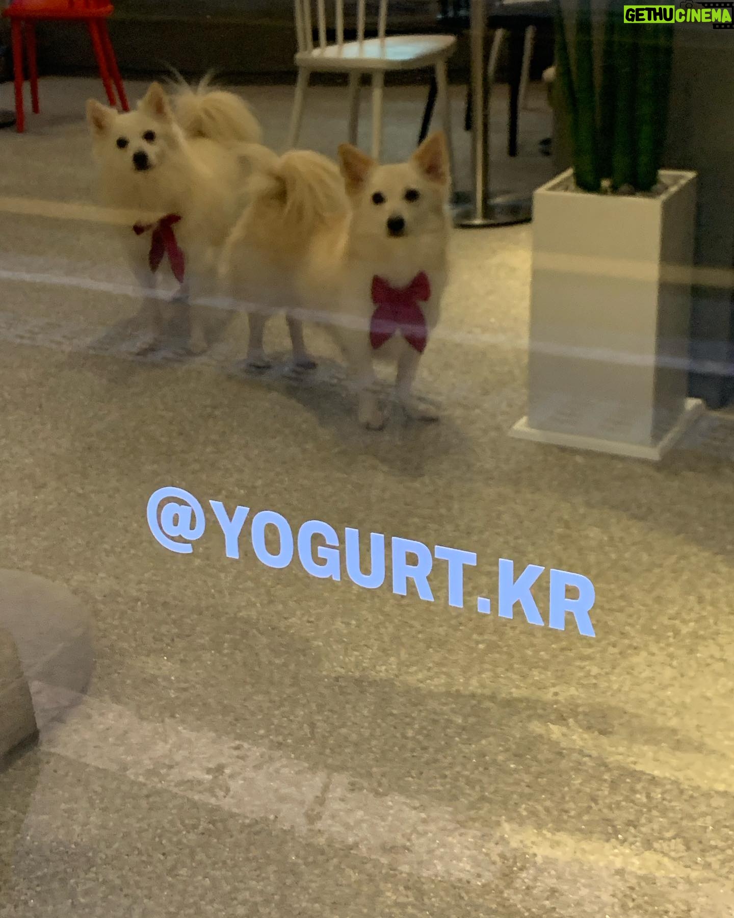 Luna Instagram - 유이언니 카페 응원하러 다녀옴🎶✨💫🧐 오마이갓 정말 맛이쬬.. 저 홀딱 반해버렸어요☺️ 단백하고 새콤달콤한 요거트 맛집🍑🥭🫐 두번 세번 갈테야🐶🐶 심지어 댕댕이 출입가능이라 우리 아가들과 아이보리랑 잘 지내길 바라며😂😂 #요거트맛집 #베리베리요거트 #후르츠요거트 강추!! #바닐라러떼 사랑해욤 우유 너무 담백하고 비율 최고✨✨ #요커리저브청담 @yokr_r_chungdam @2u2_0109 언니는 정말 최고야 사랑해💖 카페주소는 ✔️ 삼성동 25-9번지 삼성더하임 2차 1층 요커리저브 청담. 여러부운 올해도 수고 많아쨔요 우리 2024년도 힘내보아요! 해피해피뉴이어💖💖💖💖