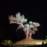 Luna Blaise Instagram - lil me & a olive tree