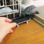 Lynn Toler Instagram - Don’t you hate it when they up and change the rules for no reason? The feline was fine. Had his little companion and if he decided he didn’t want company (as cats are known to do) he could just walk off and the turtle couldn’t chase him down. Now look at him. Change is uncomfortable. Always ask yourself is ‘am I having a negative reaction to a bad idea or is the idea of change alone making me feel bad. If I sit with any new irritation long enough I usually find out it’s the latter. Shoutout @kusa.kame.gunso .gunso #cats #catsofinstagram #change #rollin