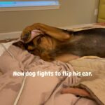Lynn Toler Instagram - #dogs #dogsofinstagram This reminds me of me and BigE. I’d struggle. He’d tried to help. Then I’d kiss him. Good #love lives on. #happyeaster