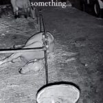 Lynn Toler Instagram - If I do say so myself I have a fairly good record of creative problem solving. My mother, Duchess, was that way. She used to say, “while you can’t always solve a problem you can dull its edges so it doesn’t hurt as much.” I think sometimes we get paralyzed by the size or number of difficulties we might have. Unable to find a pure and universal solve sometimes we end up just staring at trouble. Problems get bigger when you just sit there and look at them. Fear feeds both flaws and failures. If you focus on all the things you can’t fix you’ll miss seeing the ones you can. Mom taught me to shake out the sheets of my problems… (you know like when you’re making a bed) That way you can see all of it laid out. Increases your chances of finding any a thread you can pull on so you can’t start to unravel the issues.. Amelioration beats exasperation. Relevant #Tolerism: You’ve won even if you didn’t get where you were headed as long as you ended up somewhere better than you were. Like our equine friend here. Didn’t have room to jump it so he did the next best thing. #emotionalintelligence Sometimes you just have to roll with it. Shoutout @teknik_amele1 DM for further credit or removal.